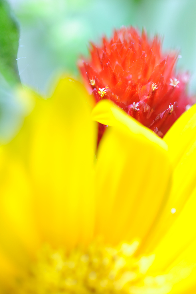 red(yellow)
