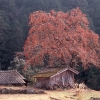 長野県根羽村