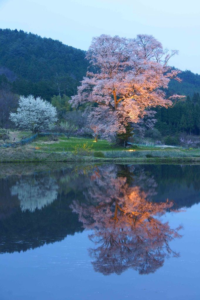 千鳥別尺桜