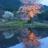 千鳥別尺桜