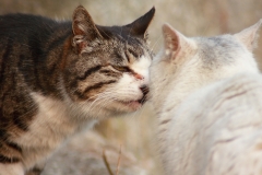 のら猫と白猫