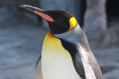 皇帝ペンギン