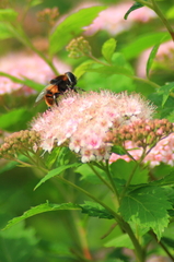 蜂
