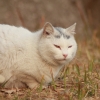 白猫２