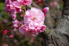 八重桜