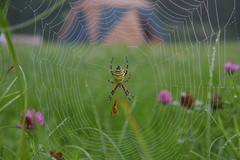 蜘蛛