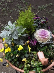 お庭の鉢植え