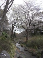 小川と桜