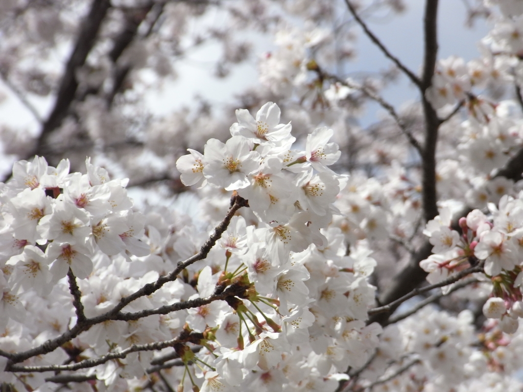 桜