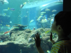 魚たちを眺める子ども