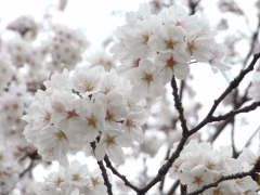 お花見