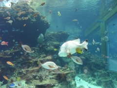 魚たち