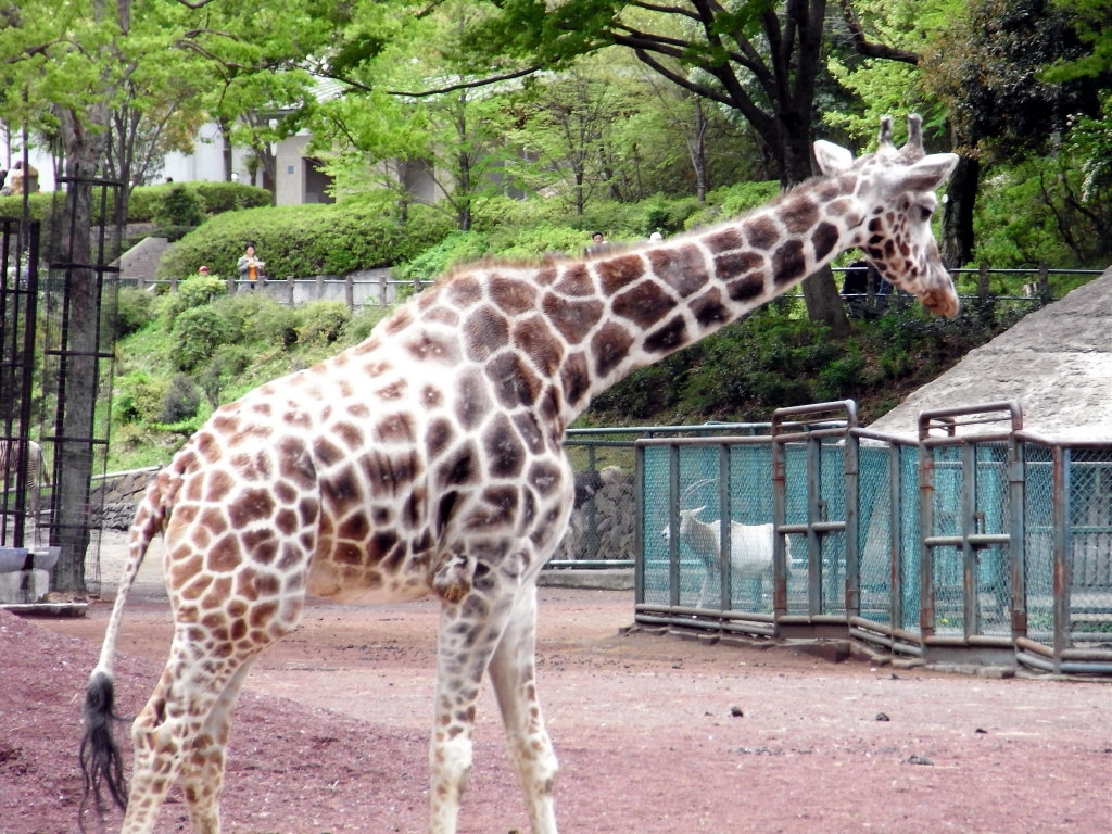 キリン