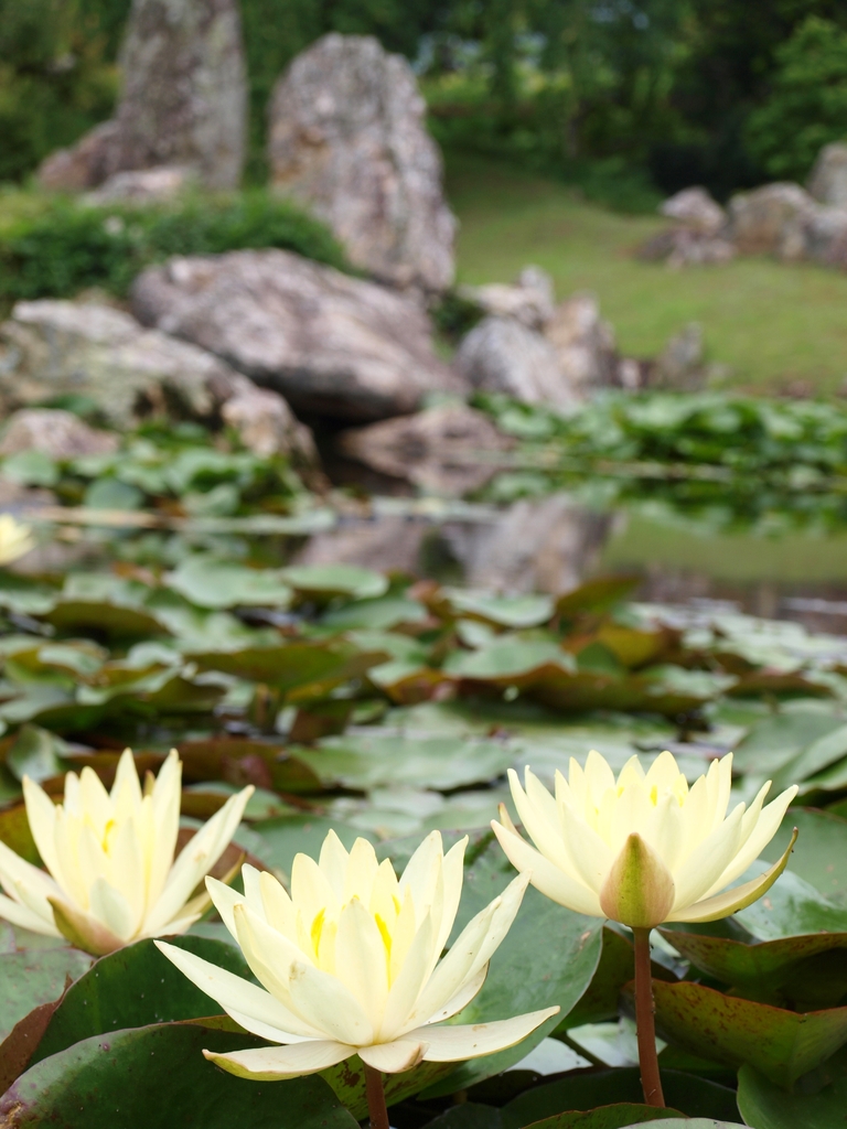 摩訶耶寺　睡蓮