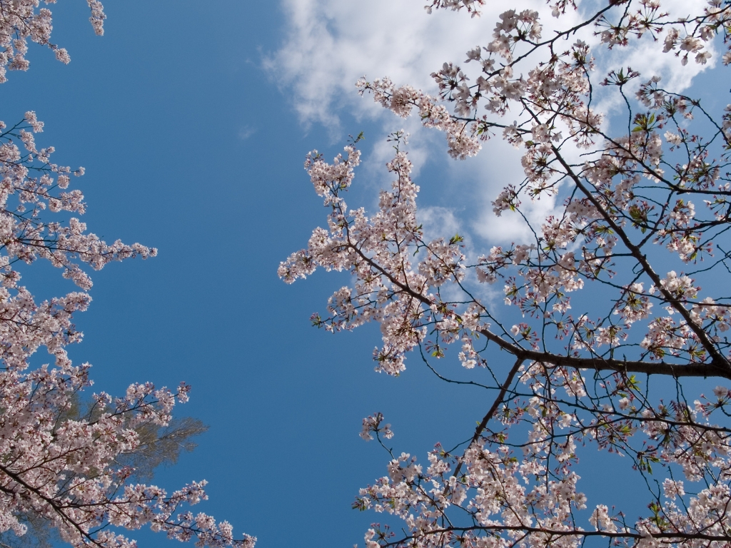 空　桜