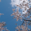 空　桜