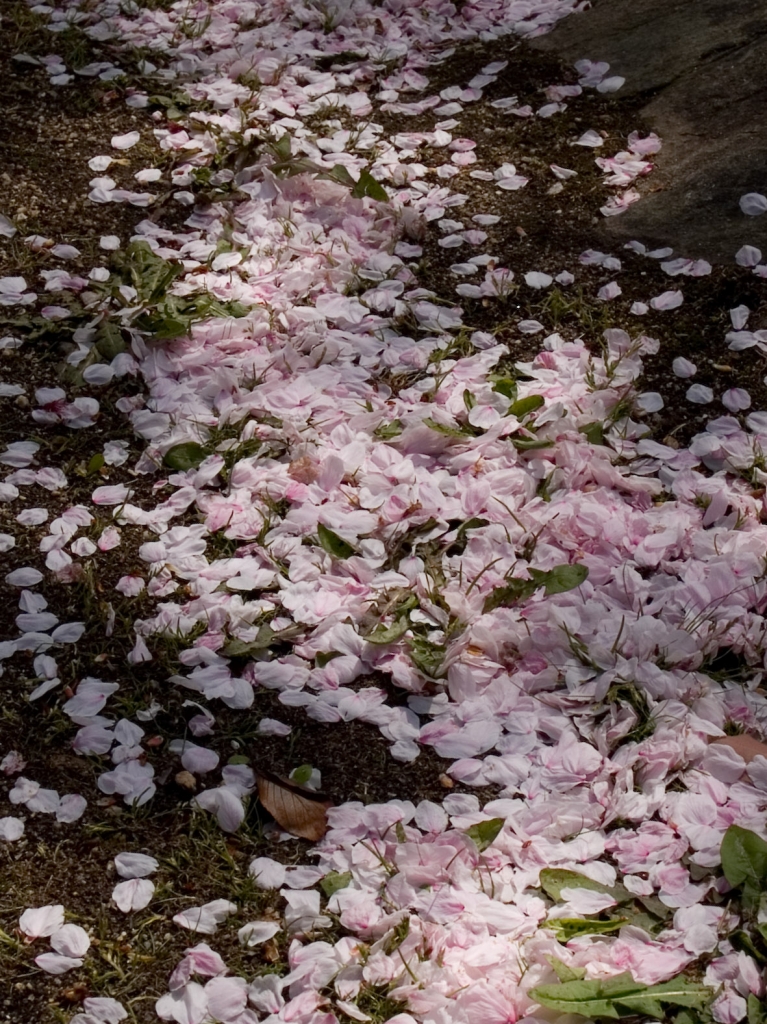 桜道