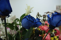 青いバラが咲いた