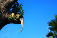 tail