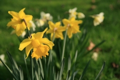 Narcissus II