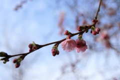 春の兆し
