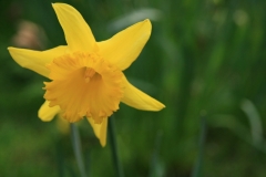 Narcissus