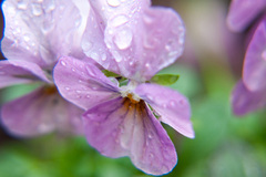 雨上がり