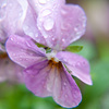 雨上がり