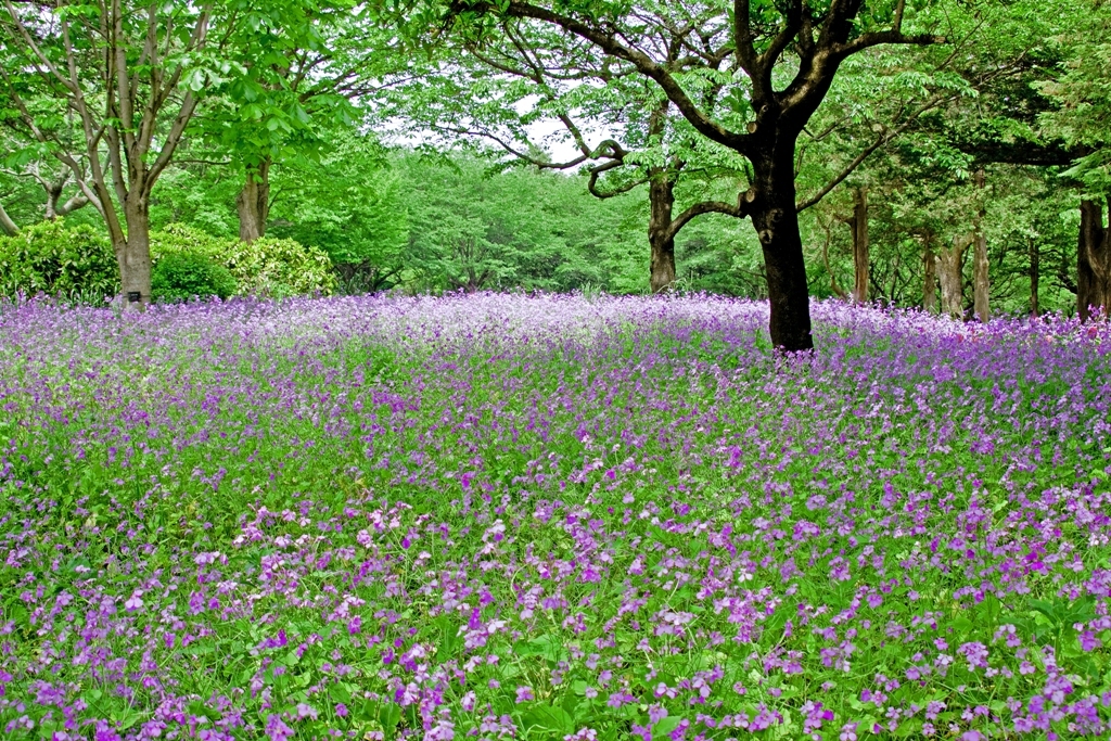 花畑（紫）