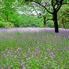 花畑（紫）