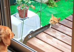 お見合い