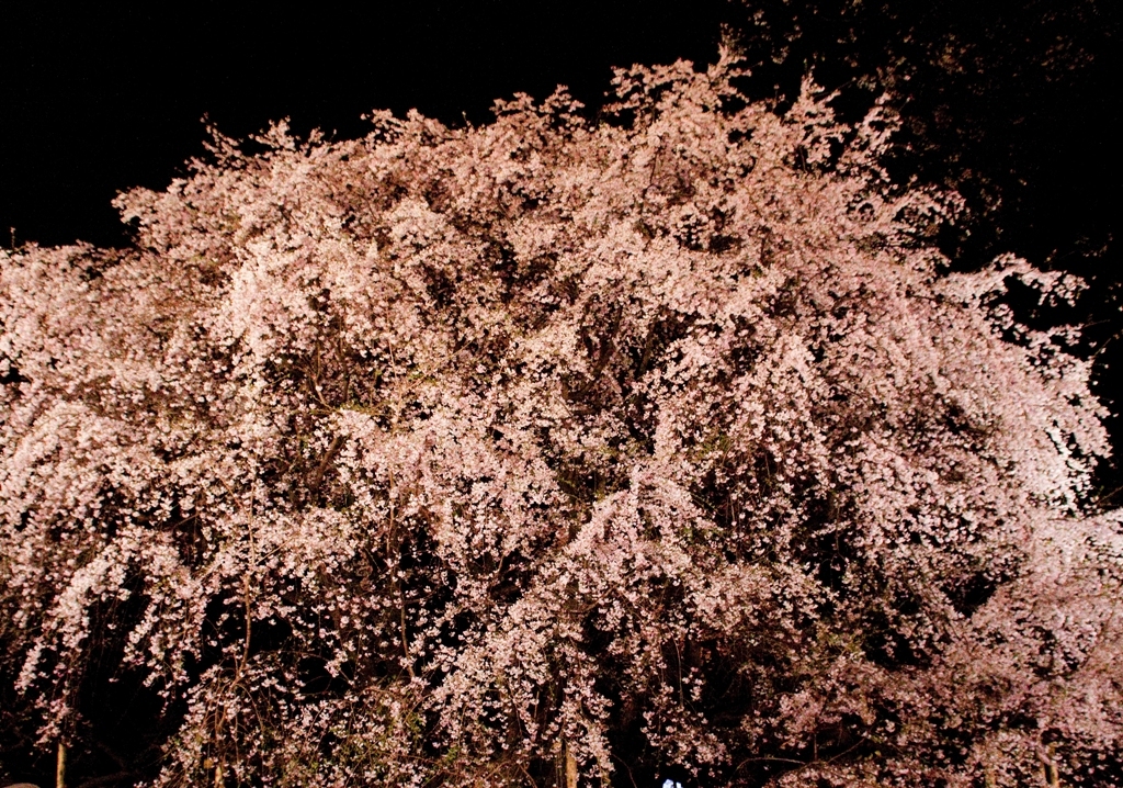 夜桜１