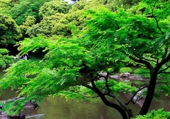 庭園の緑