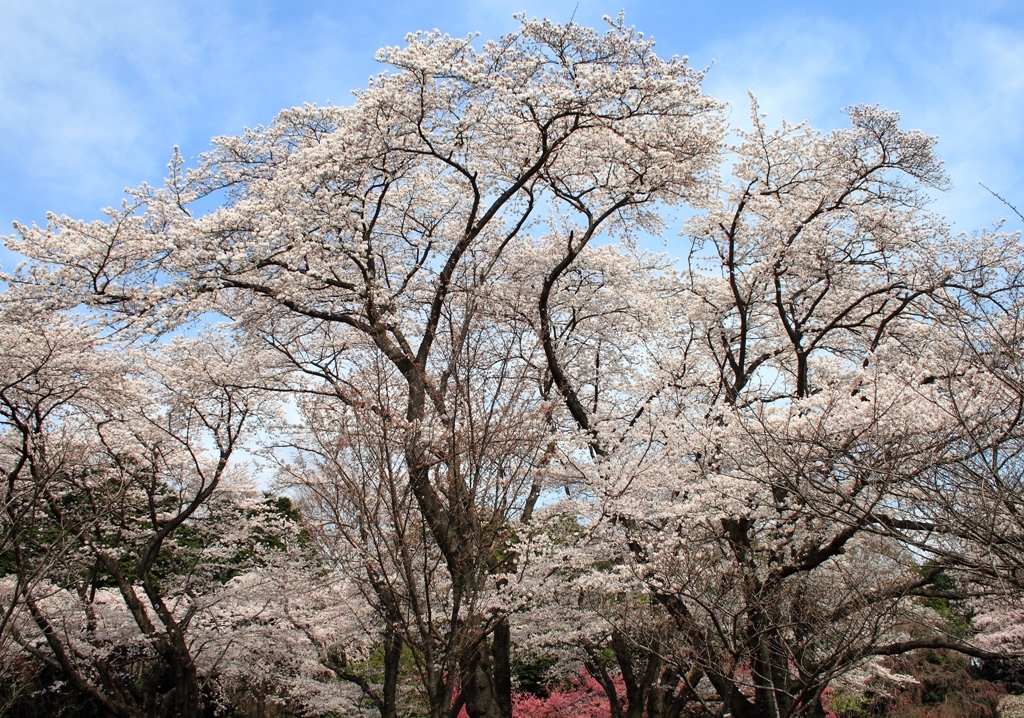 神代桜