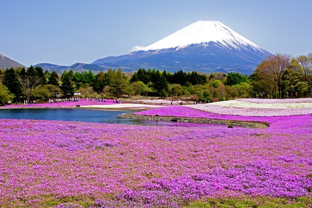 富士芝桜