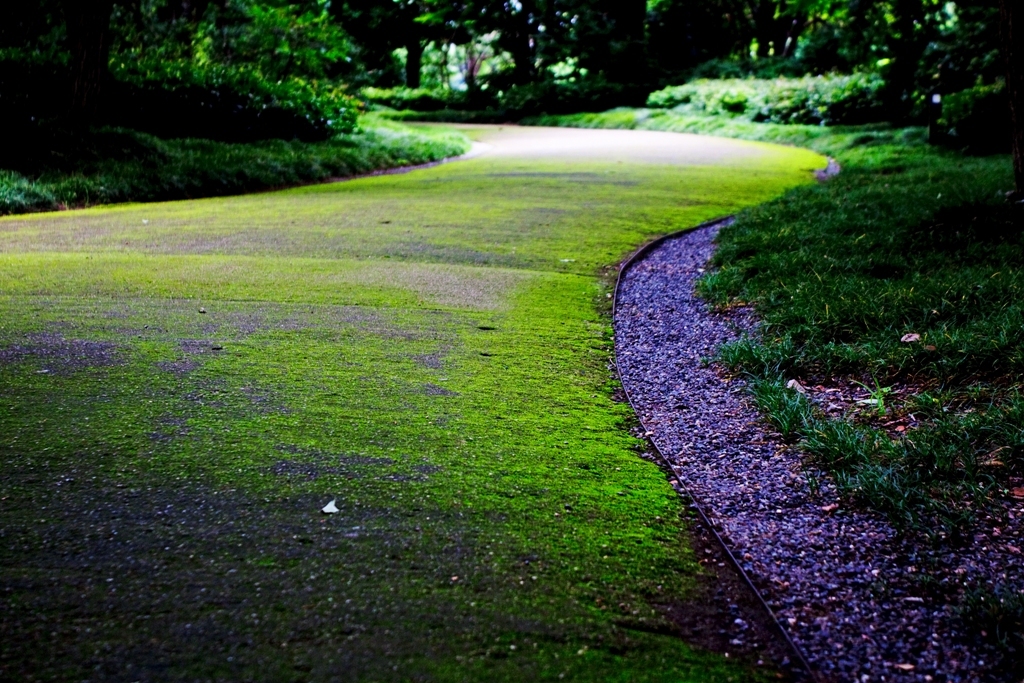 苔道