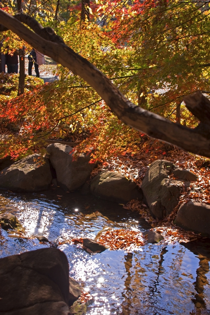 池と紅葉