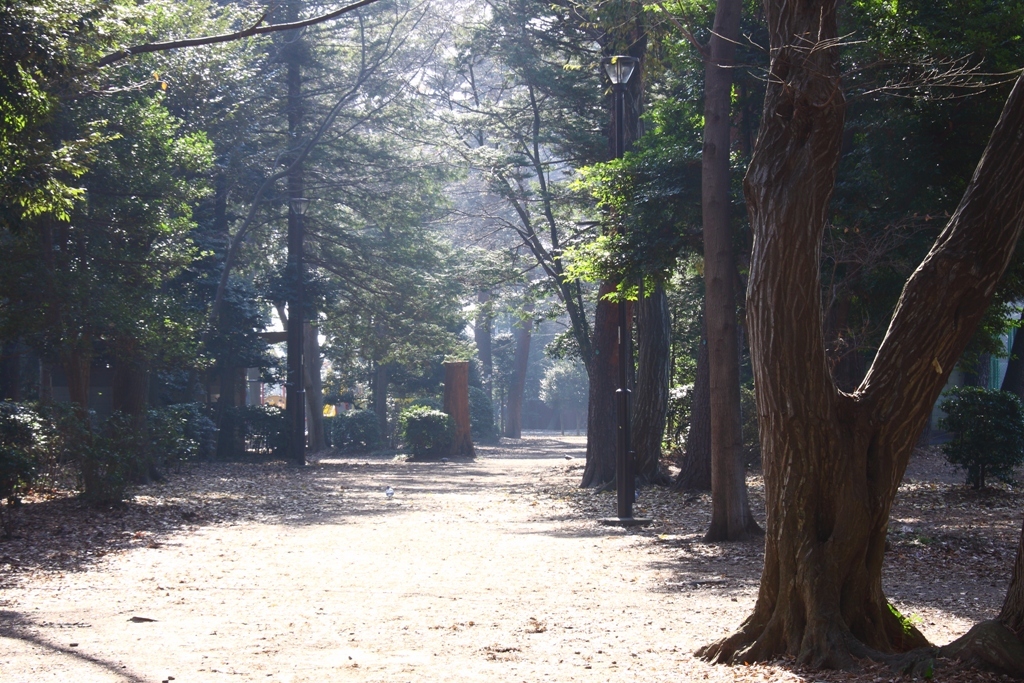 朝の公園