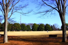 冬の公園