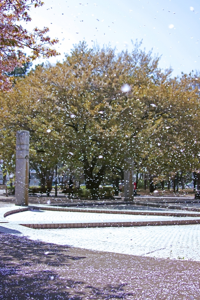 さくら吹雪