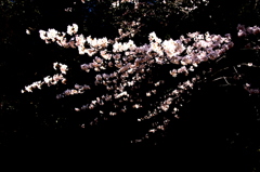黒の中の桜