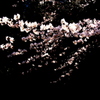 黒の中の桜