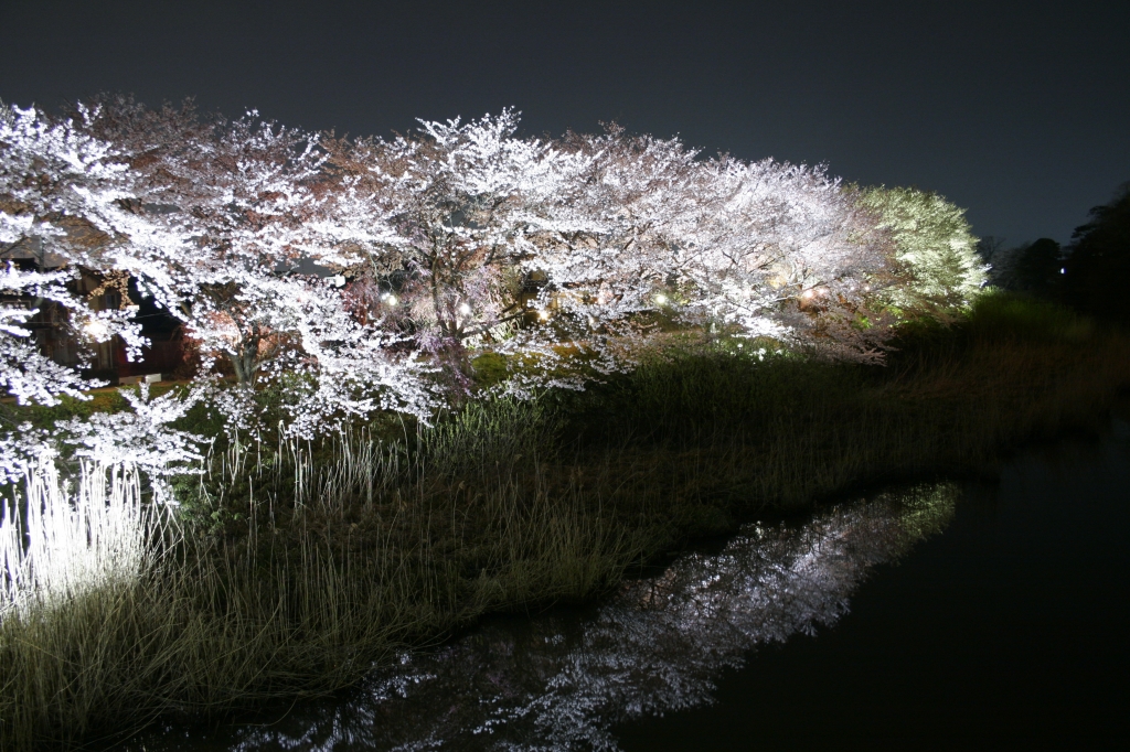 夜桜