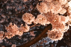 ピンク桜