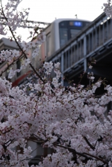電車桜