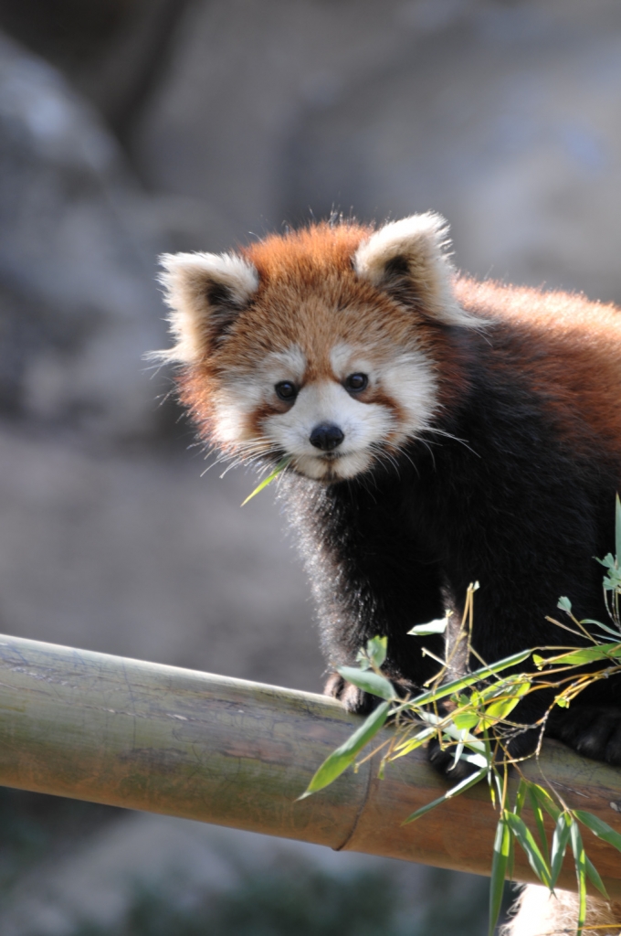 レッサーパンダ