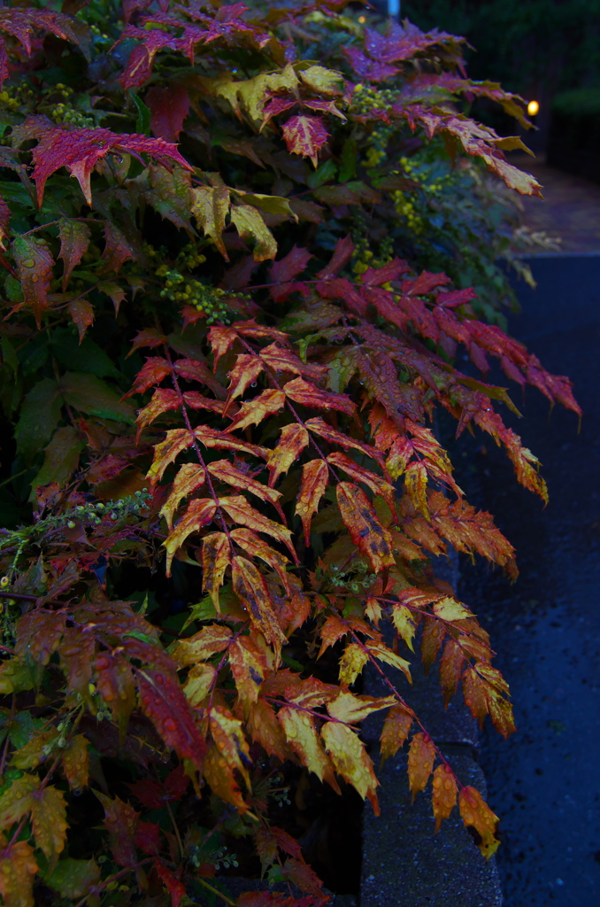 春にだって紅葉