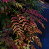 春にだって紅葉
