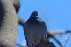 いばった鳩！