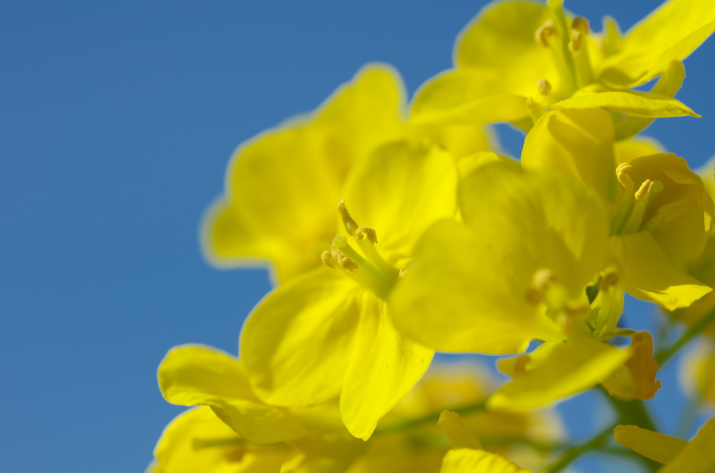 青空と菜の花